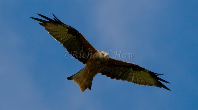 red kite06.jpg